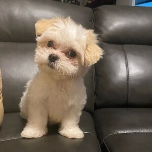 Meet your Posher, Steve